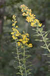 Buckley's goldenrod 